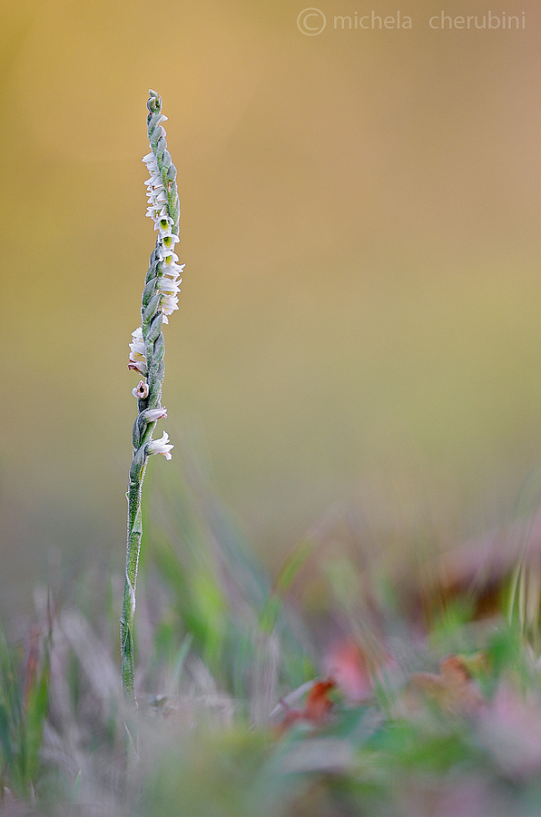 Spiranthes spiralis